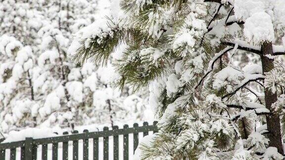 树上的降雪延时