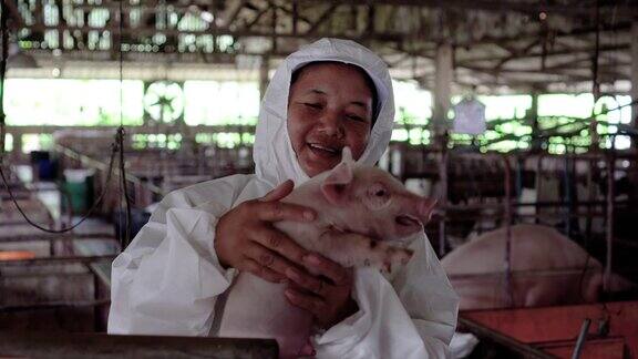 4k视频拍摄亚洲兽医在工厂化养猪场照顾和抱着一头幼猪的场景家畜和家畜概念