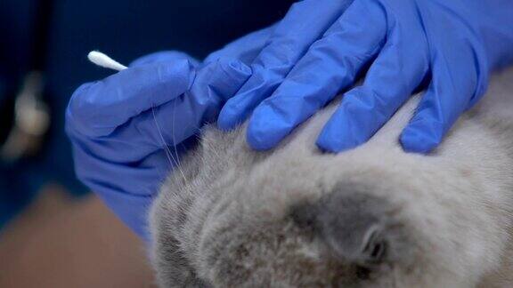 兽医用手套清洗猫耳朵治疗感染预防听力损失
