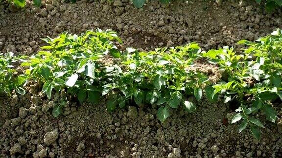 绿色马铃薯植物在花园里高清