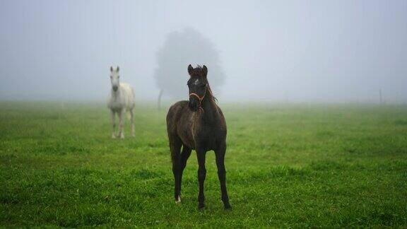 在一个雾蒙蒙的早晨一只小马驹在绿色的田野里小跑