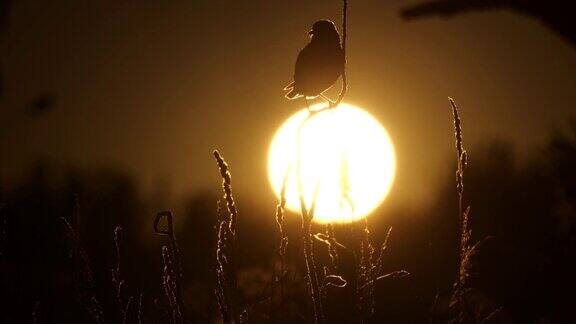 风铃鸟(风铃鸟)歌唱的鸟和太阳