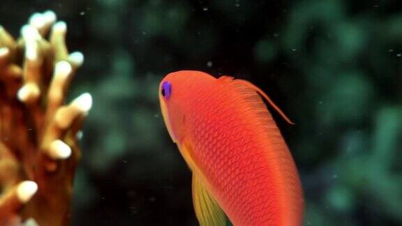 这是一群美丽的鲈鱼在红海水下的珊瑚中的特写