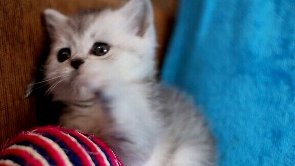 灰色毛茸茸的有趣的小猫在蓝色的床上