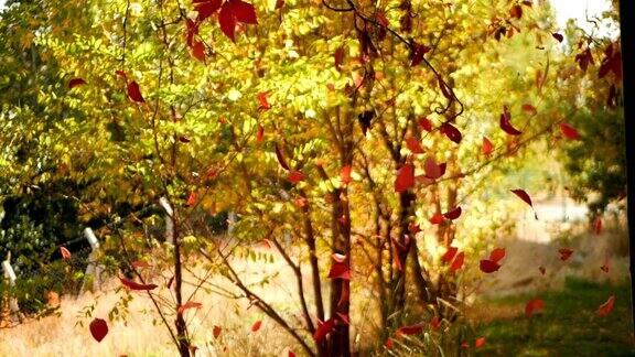 秋天的城市公园里一片落叶美丽的自然环境