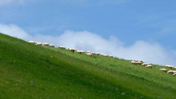 一群羊在田野里吃草