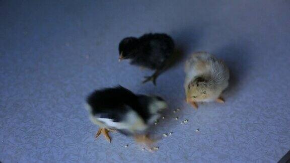 一只刚出生的小鸡在木桌上走来走去啄食着谷粒