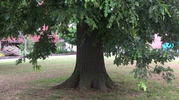 土耳其橡树(栎属)-树干和较低树冠