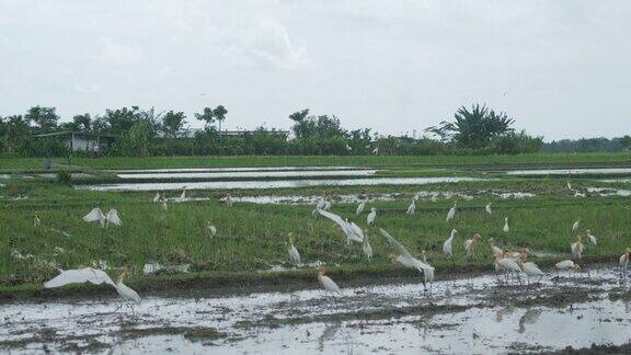 巴厘岛稻田里的白色大鸟慢动作
