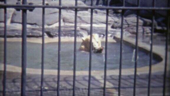 1973年:灰熊在动物园的家中不寒不栗