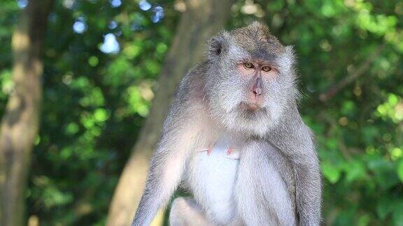 印度尼西亚巴厘岛乌布神圣猴林中的猴子一家
