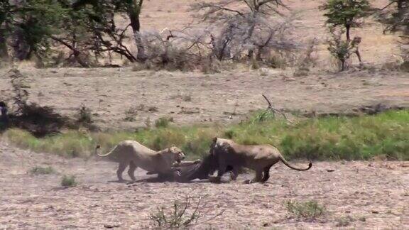 狮子 哺乳动物 非洲草原肯尼亚