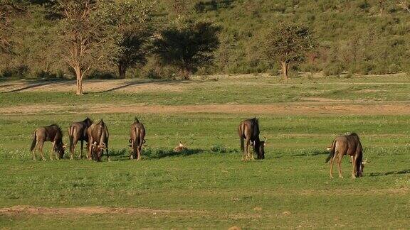 在南非喀拉哈里草原上吃草的蓝色角马