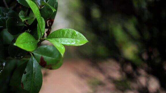 潮湿的树叶与雨落下的背景