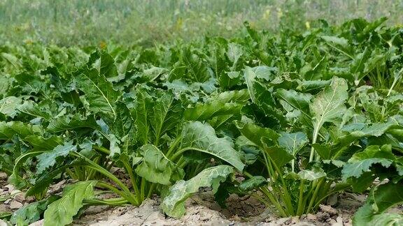 甜菜生产在大陆性气候、干旱和农业、干渴的剩余田地