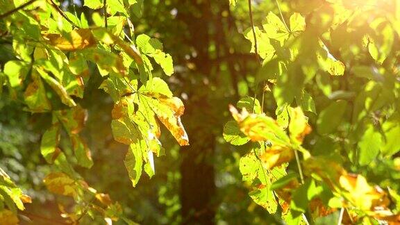 秋天树上的叶子4k慢镜头60fps