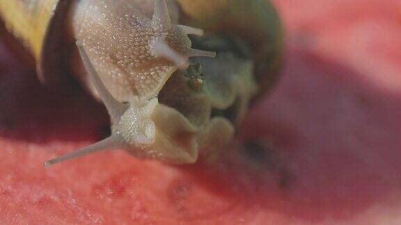 蜗牛在西瓜上蜗牛在吃西瓜蜗牛在西瓜上爬蜗牛在西瓜上的特写