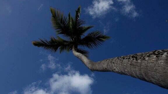 加勒比邮轮-棕榈树
