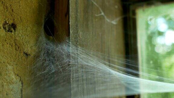 旧窗户上的蜘蛛和网
