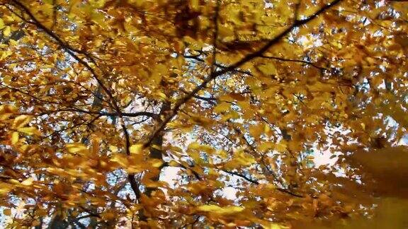 森林里美丽的秋树