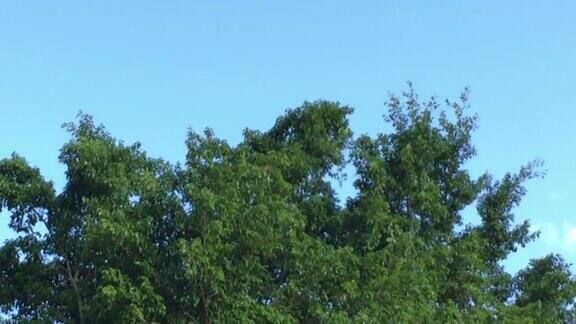 背景蓝色的天空和树木随风摇摆