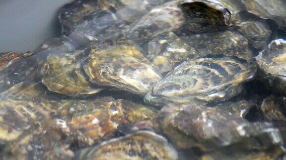 牡蛎在水中