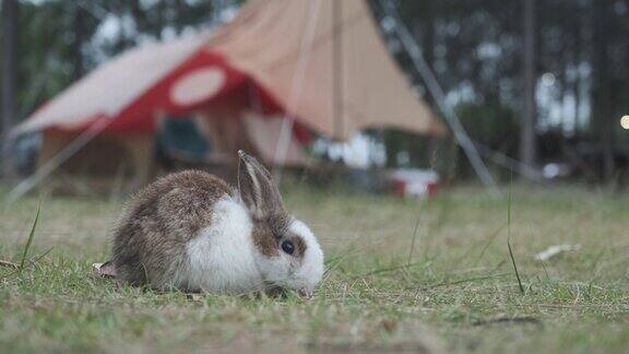 可爱的兔子在他主人的露营帐篷前吃草