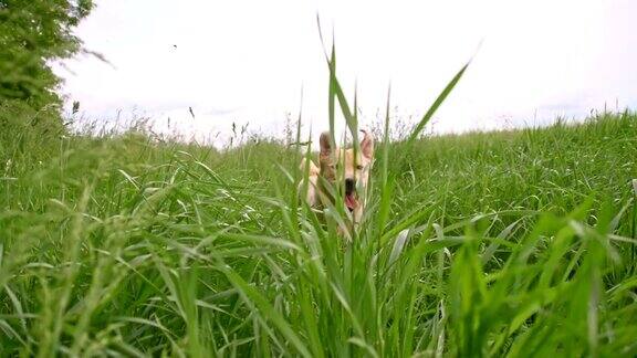 黄色拉布拉多寻回犬在高高的草丛中奔跑