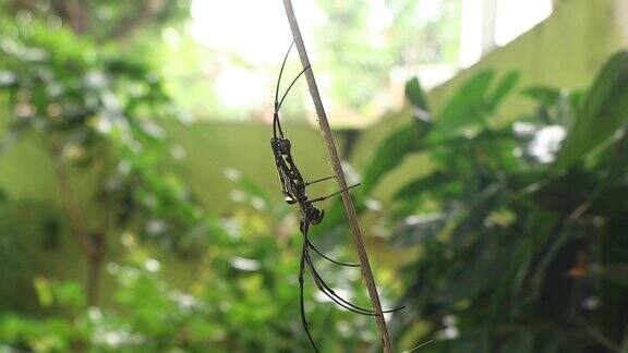 竹竿上的蜘蛛