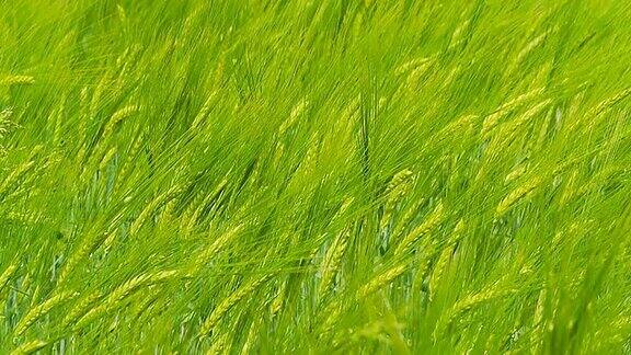 高清慢镜头:绿色小麦在风中摇曳