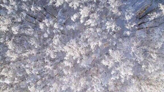 鸟瞰美丽的冬季森林阳光明媚的冬天积雪覆盖的树木