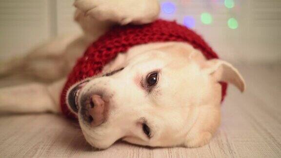 漂亮的成年拉布拉多犬戴着红围巾