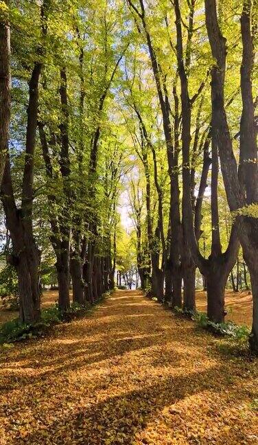 一个老公园的小巷秋天树叶黄黄的