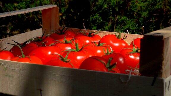 手把熟透多汁的西红柿折叠在一个木盒子里