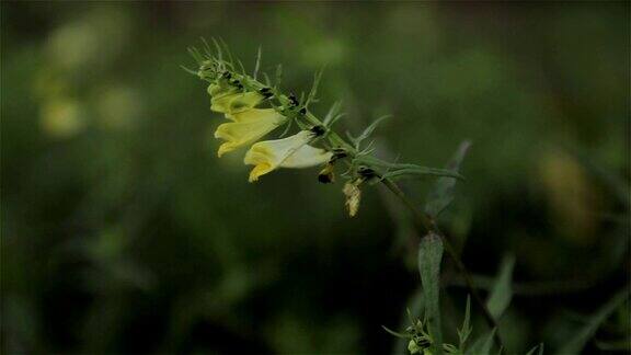 蚂蚁在黄花上
