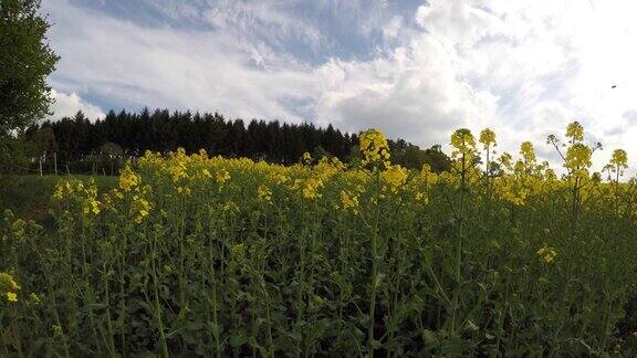 油菜籽黄花开花菜籽油农业田油菜花迎风盛开太阳和多云的天空特写镜头和4k