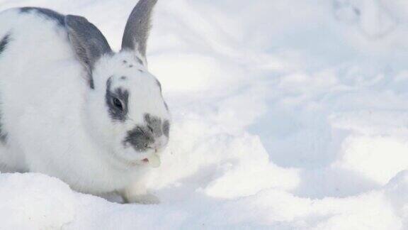 白色的雪地上一只毛茸茸的大兔子正在吃卷心菜叶子上的斑点
