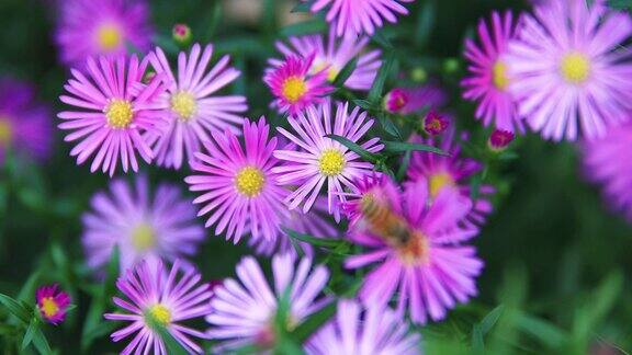 野雏菊和蜜蜂