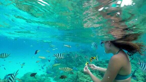 水下慢动作:女人浮潜和喂养奇异的珊瑚礁鱼