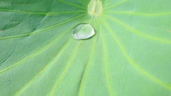 莲花效应驱雨滴