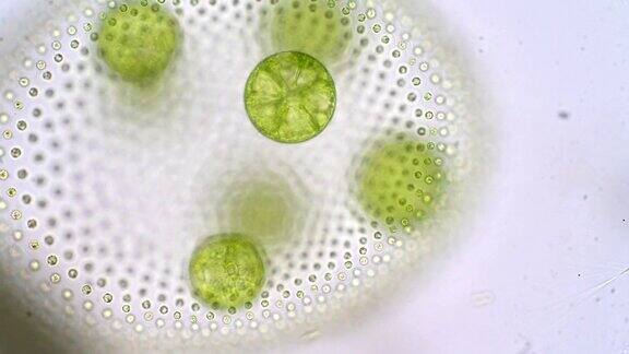 团藻是绿藻或浮游植物的一个多系属