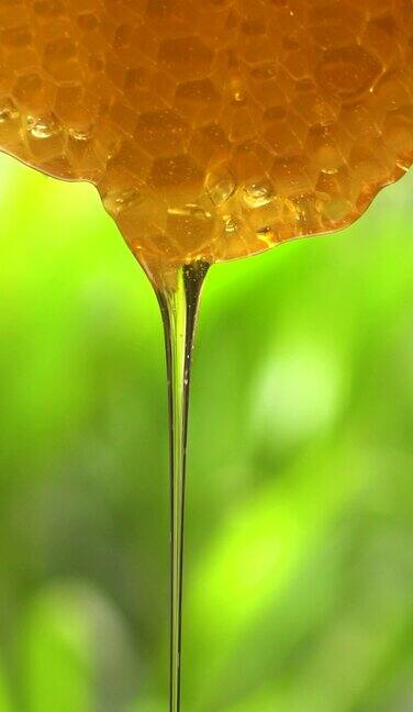 (慢动作和垂直)蜂蜜从蜂巢流出