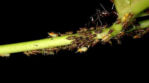 蚂蚁在照料一群蚜虫