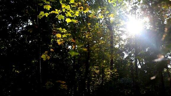 森林在秋天的阳光