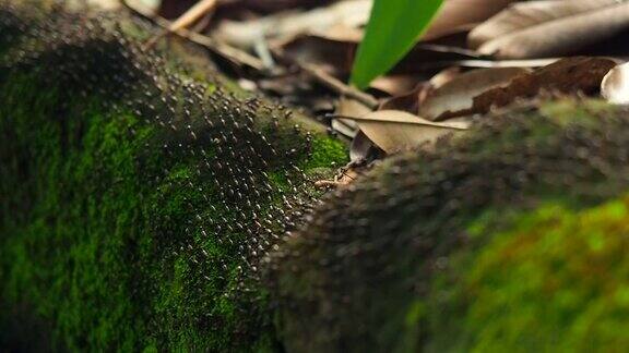 森林里的一群蚂蚁