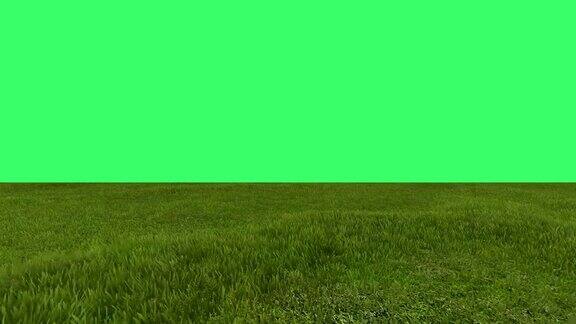 背景绿色屏幕上绿色田野的动画