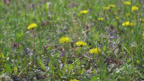 4k视频剪辑的蒲公英花开花和生长在草地上的背景蒲公英盛开的花