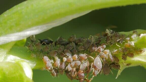绿色蚜虫以植物的茎为食
