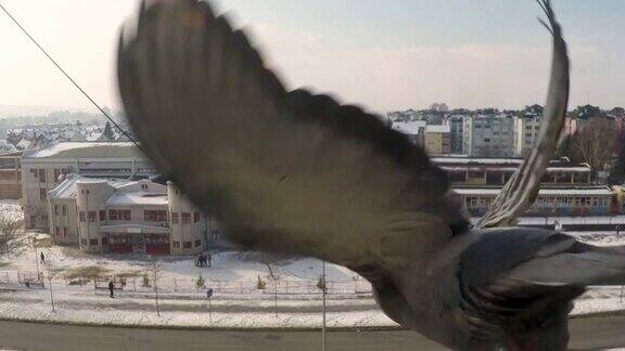 鸽子从窗口飞走的慢镜头