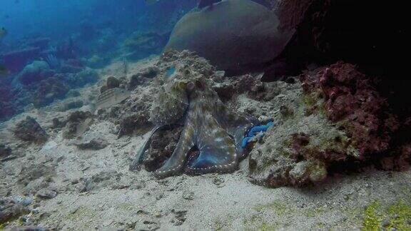 水下暗礁章鱼(八爪章鱼)从岩石中捕鱼